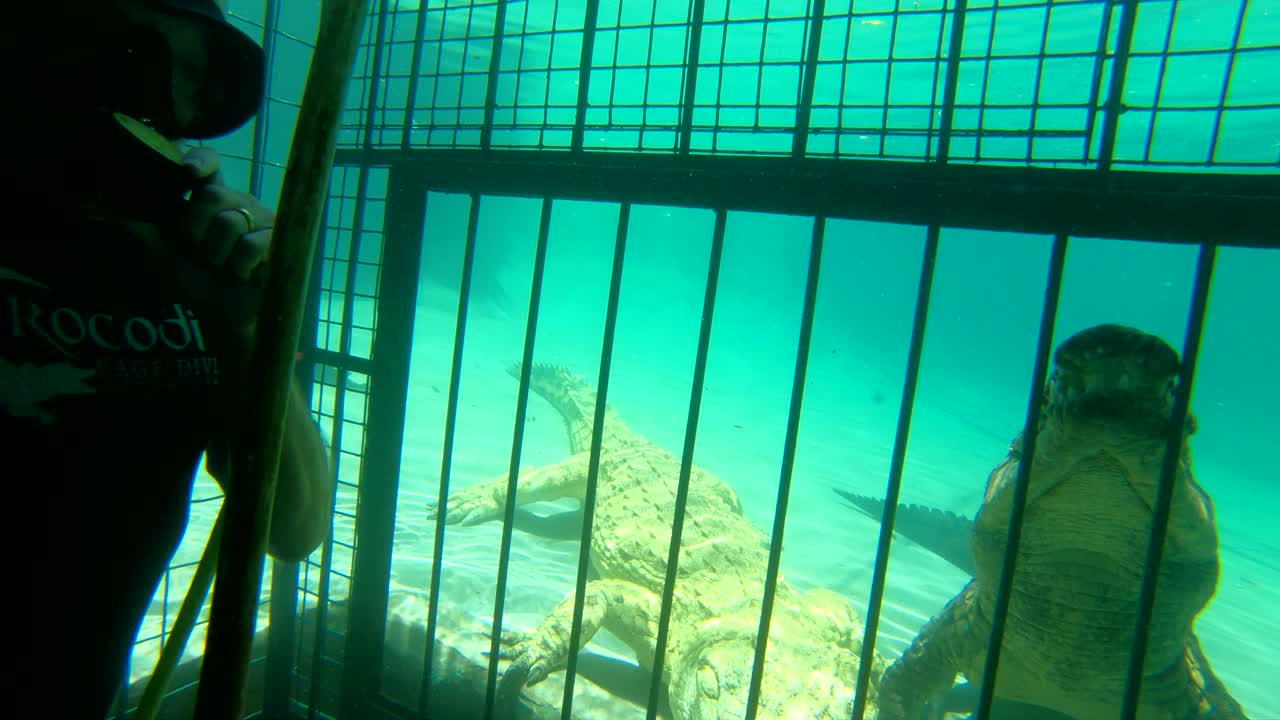 짐바브웨 아프리카의 잠베지강 악어에게 막대기에 생고기를 먹이는 맨케이지 잠수부