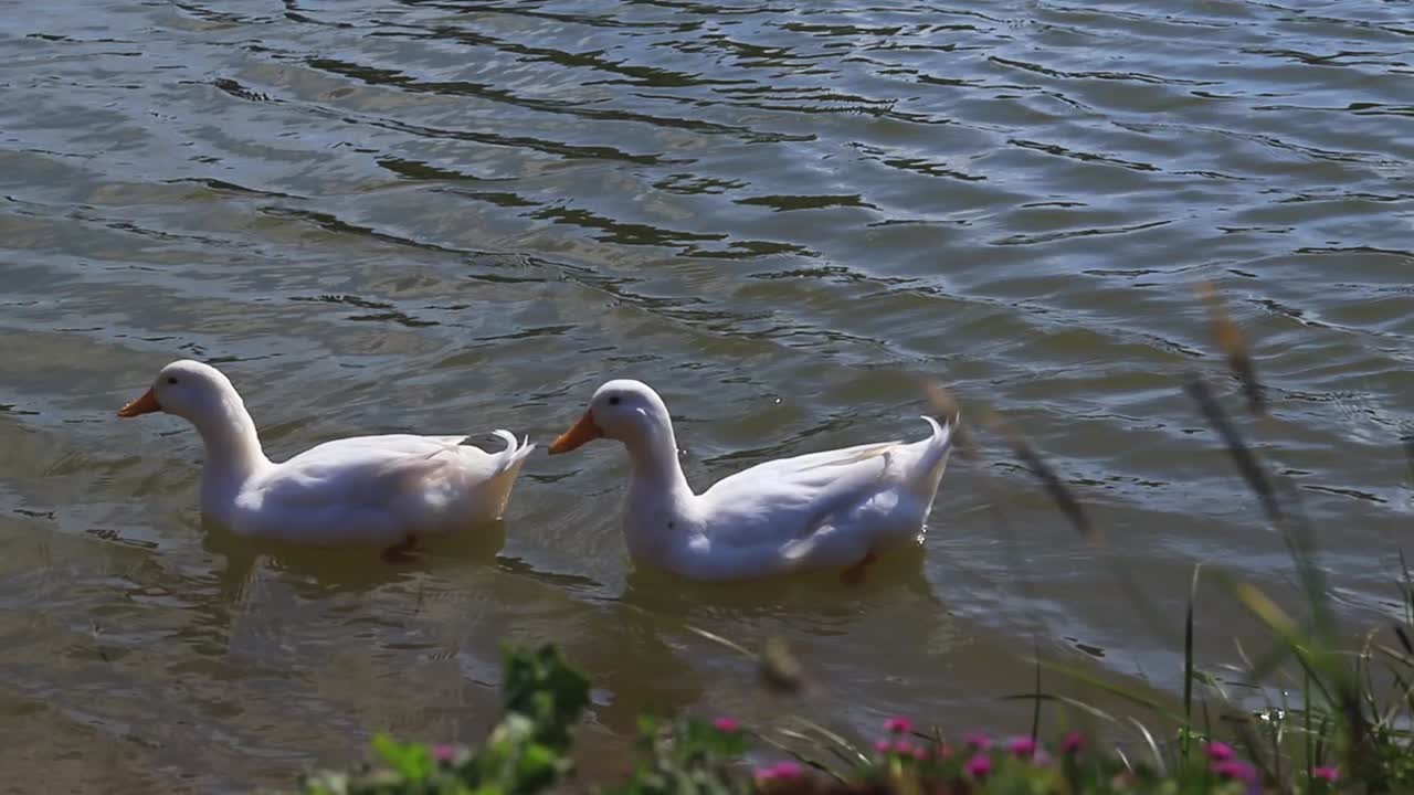 Two white American pekin ducks swimming in lake water together and take a drink