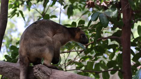 animal moving on tree branch in forest