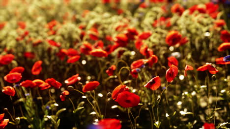 Multicolored-flowering-summer-meadow-with-red-pink-poppy-flowers