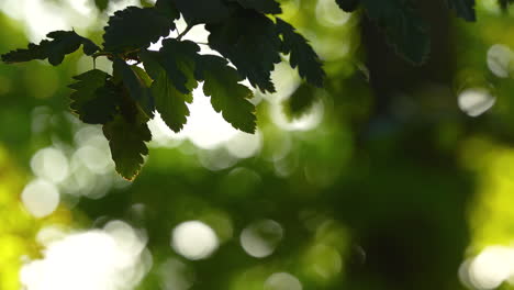 a branch with green leaves