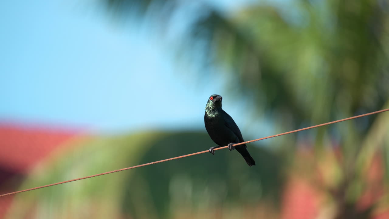 aplonis panayensis - pájaro estornino brillante asiático adulto posado en un alambre contra hojas de palmeras tropicales balanceándose en el fondo, malasia