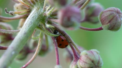 a macro video of the underside of a ladybug as it crawls around on a milkweed plant in a meadow on a sunny day in the wind