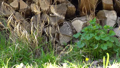 sliding motion of firewood stacked in a pile with the ground and weeds in front