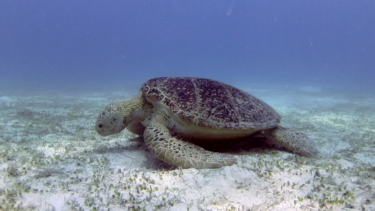 Underwater following side shot of a turtle feeding on plants at the bottom of the seabed in the Perhentian Islands of Malaysia 1080p