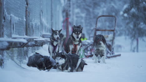 Focus-pull-from-blurry-to-clear-showing-snowfall-in-focus-as-it-slowly-focus-turns-into-sled-dogs-waiting-outside-to-go-pull-tourists-with-sled-in-the-winter-time-in-Lapland-Finland