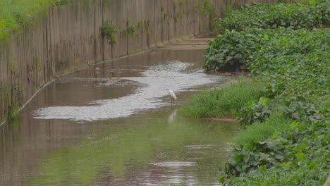 Kleiner-Reiher,-Der-In-Einem-Teichwasser-Steht