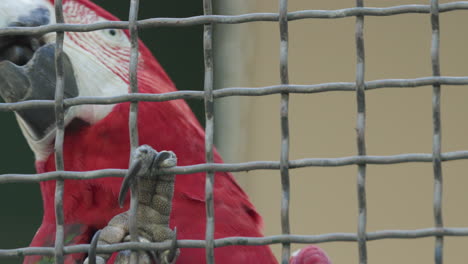 un primer plano de la cabeza de una guacamaya roja que está en una jaula en un zoológico