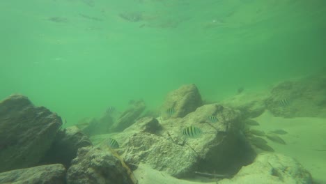 peces explorando las rocas cerca del arrecife de coral en méxico.
