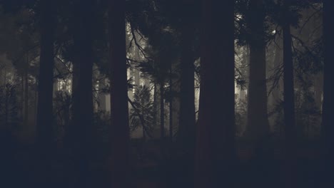 black tree trunk in a dark pine tree forest