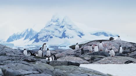 antarctica penguins and mountain scenery in antarctic peninsula, gentoo penguins colony with snow covered snowy mountains landscape on rocky rocks in mainland land wildlife vacation