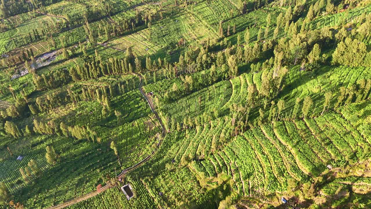 아침 에 담배 농장