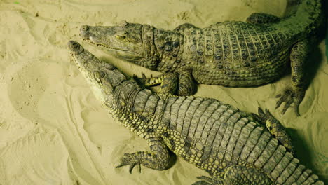 two crocodiles on sand