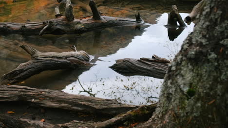 driftwood in a shallow stream