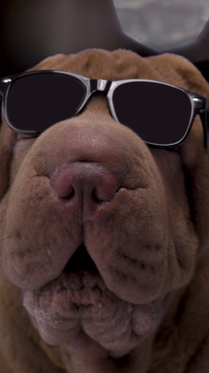 cane shar pei con occhiali da sole in verticale