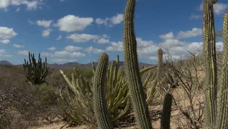 baja desierto 05