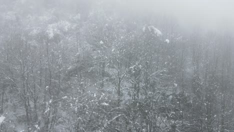 snowy misty forest