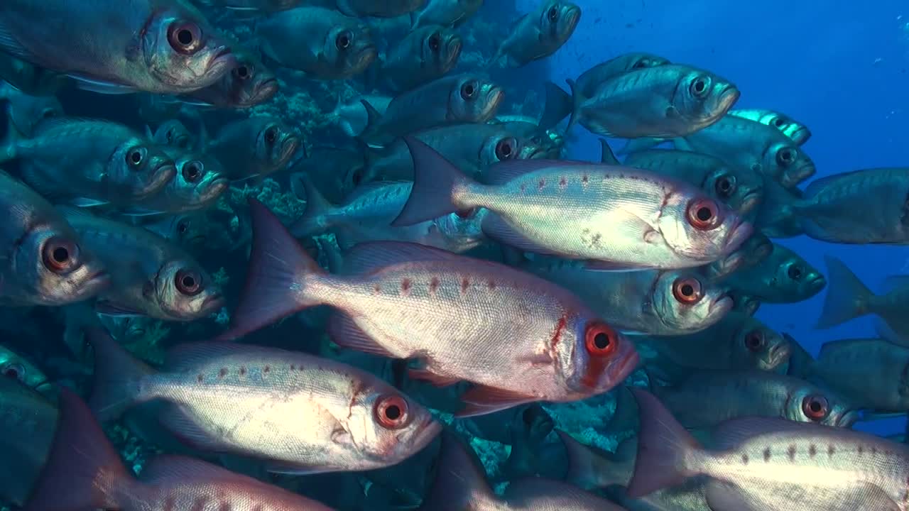un grupo de peces soldado de ojo manchado (myripristis murdjan) pasando cerca de la cámara en el mar rojo