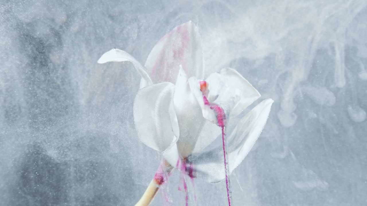 꽃의 연기가 움직이는 색 헤이론 연기가 흐르는 잎자루