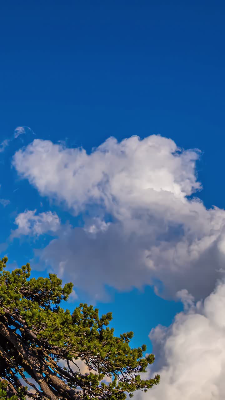 Timelapse of fluffy clouds with blue sky and tree, peaceful mood