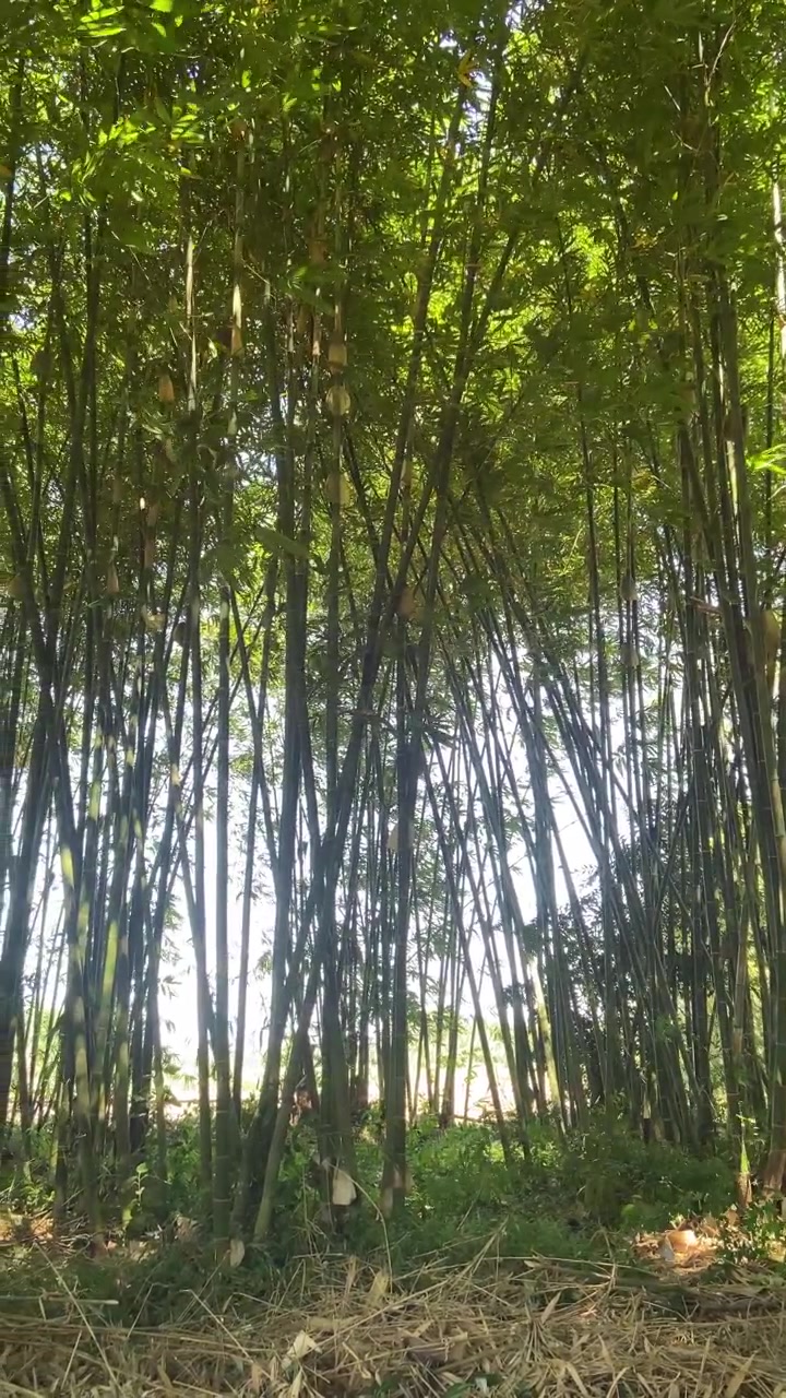 Foresta di bambù verde e rigogliosa con la luce del sole che filtra