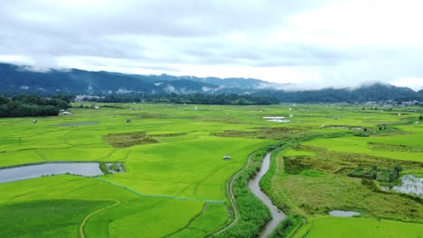 aerial view shot of paddy field in arunachal pradesh