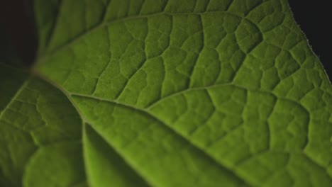 Macro-Tiro-De-Una-Textura-De-Hoja-Verde-Y-Estructura-De-Fibra---Primer-Plano