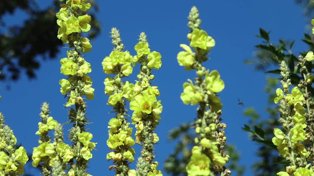 Statuesque yellow mullein flowers with flying insects against a blue sky