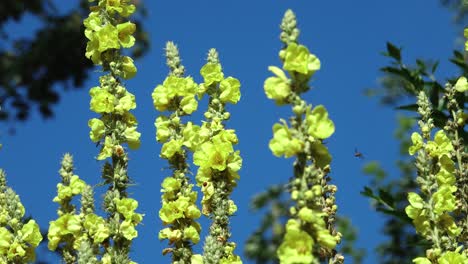 statuesque yellow mullein flowers with flying insects against a blue sky