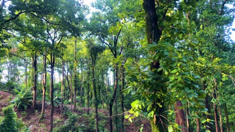 Peaceful-Bangladesh-tropical-nature-forest-tree-establisher,-pan-left,-day