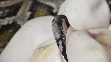 hatching baby python in nest - snakes emerging from eggs