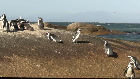 a group of african penguins, take up nesting on the rocky shoals just off shore in africa, protecting their nests full of eggs and young