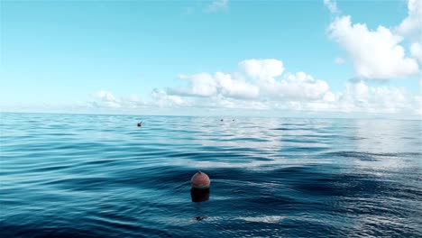 floating orange fishing buoys on the ocean with calm rolling swell