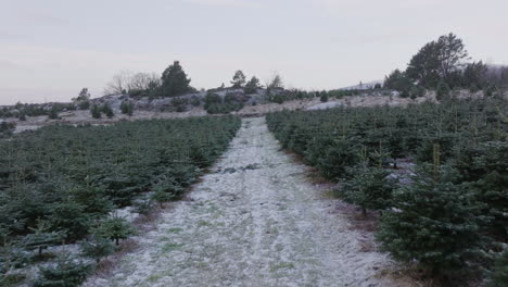 Drone-Aéreo-Volando-A-Través-De-La-Plantación-De-árboles-De-Navidad