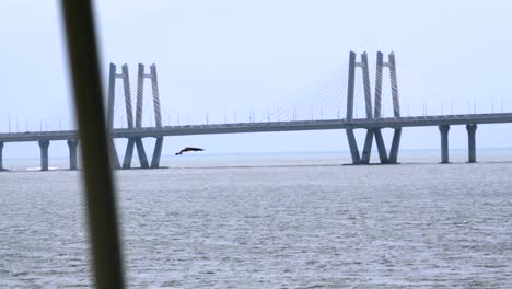 Vögel-Fliegen-In-Worli-Sea-Link-Nahaufnahme