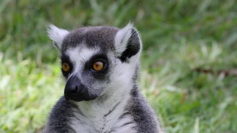 various facial expressions of a lemur outdoors