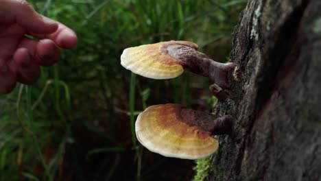 Hands-foraging-Reishi-mushrooms-off-the-side-of-a-tree-in-a-forest