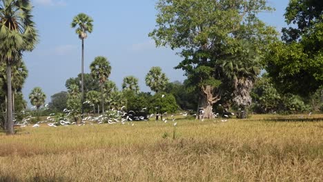 playing herons in rice field