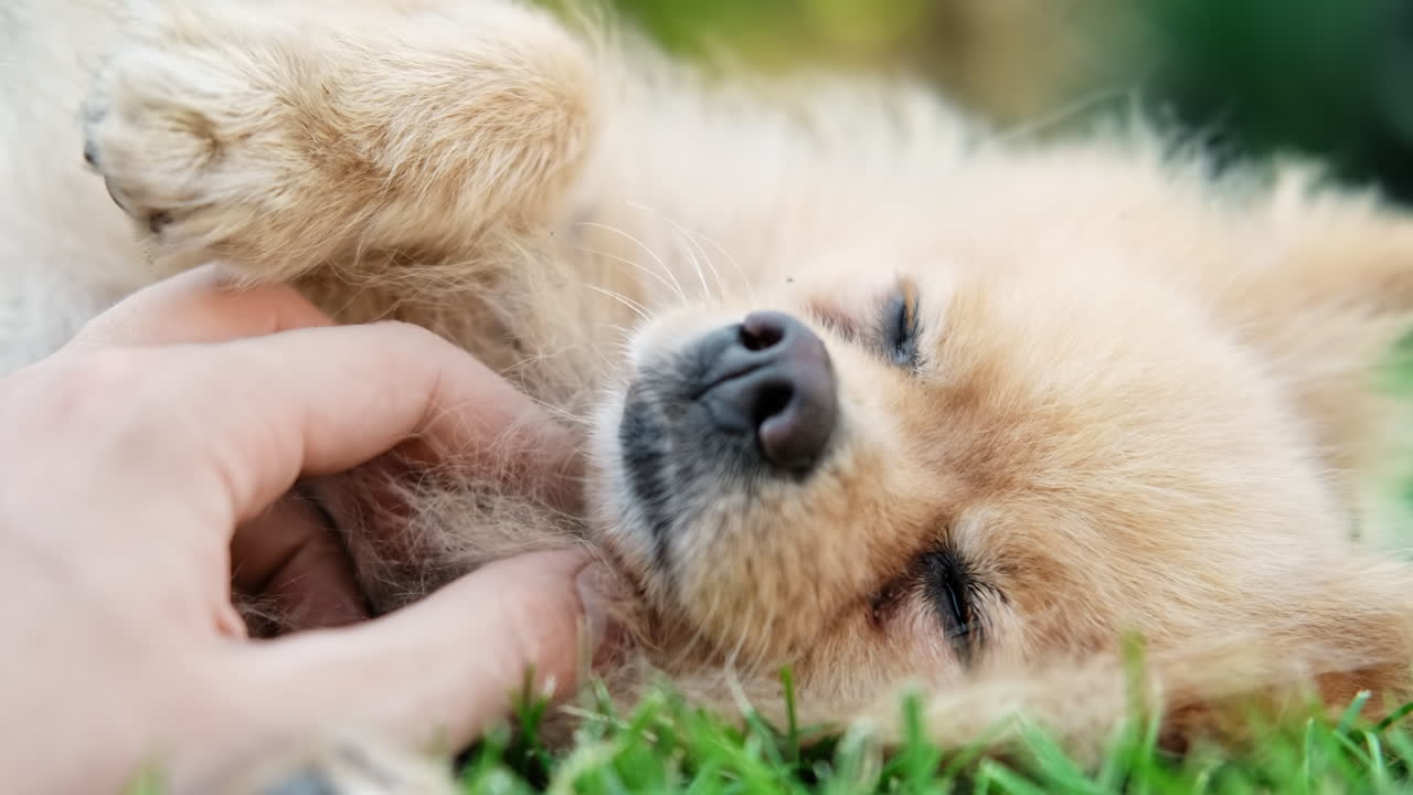 Pomeranian dog having fun on grass in house garden