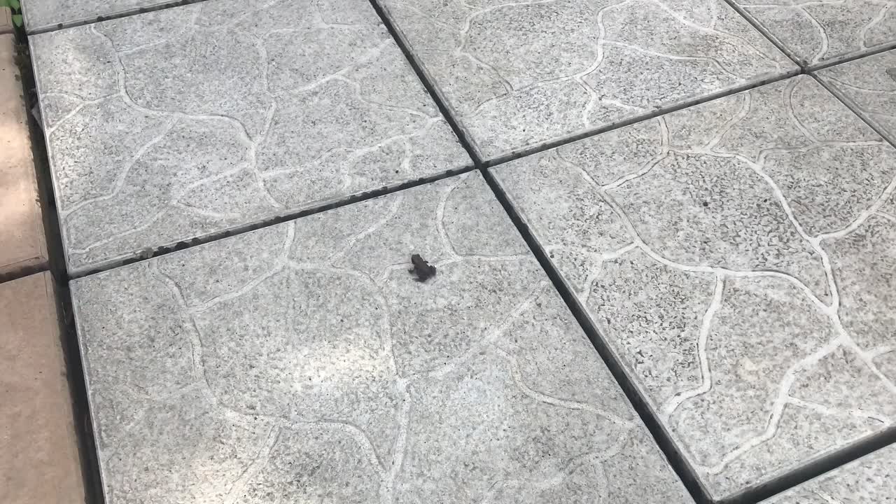 Top view of small frog jumping