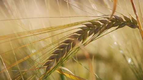 Campo-De-Cebada-Dorado-Y-Maduro-Con-Sol-De-Verano-Brillante,-Belleza-Del-Campo,-Temporada-De-Cultivo,-Orejas-Balanceándose-En-El-Viento,-Primer-Plano,-Fondo-Suave