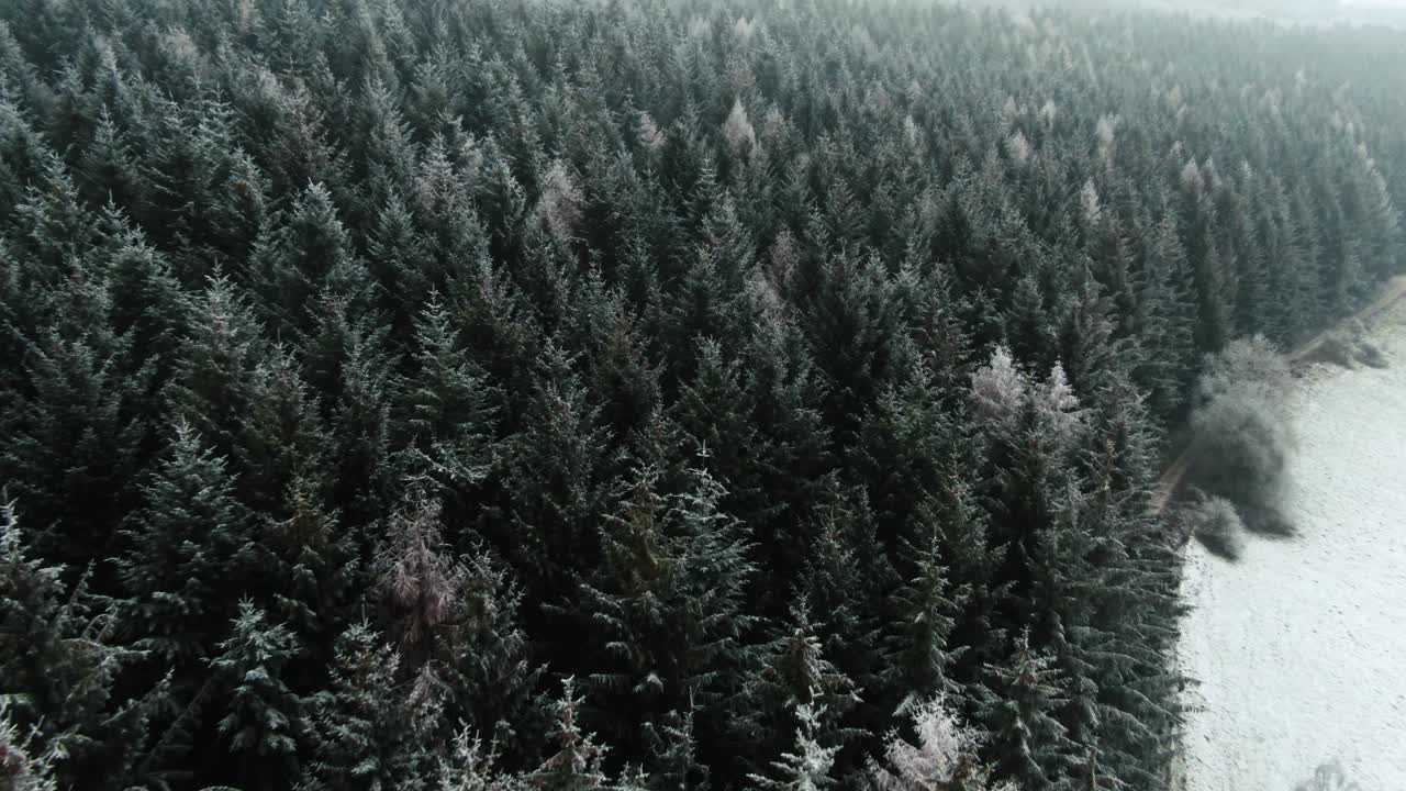 Drone fly over of snow and frost covered trees in the remote wilderness of Dalby forest in winter