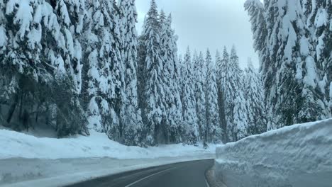 Spruce-forest-covered-with-heavy-snow-with-bright-sky