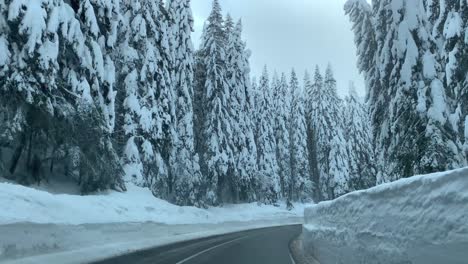 spruce forest covered with heavy snow with bright sky