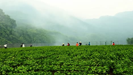 farmers working in a green field with mountains in the background