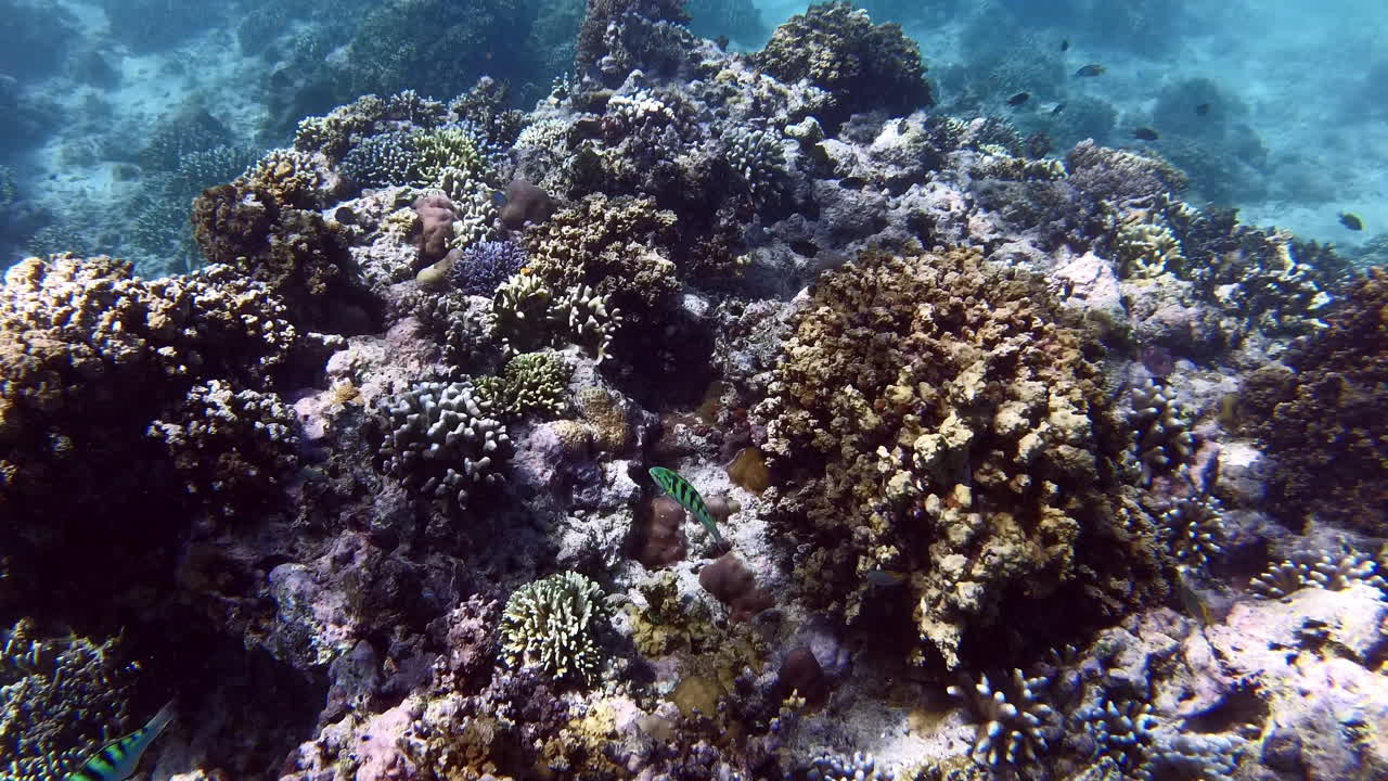 Endonezya, Bali, Pulau Menjangan adasının kristal berraklığındaki deniz sularında şnorkelle yüzerken mercan resifi üzerinde yüzen parlak renkli altı bantlı lapina balığı