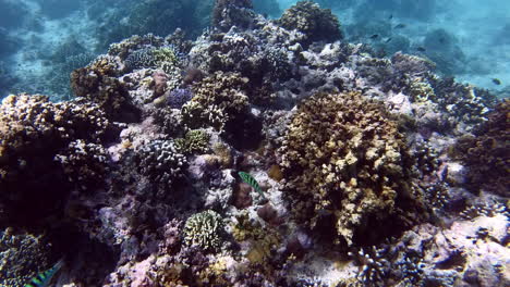 Brightly-coloured-sixbar-wrasse-fish-swimming-over-coral-reef-while-snorkelling-in-the-crystal-clear-sea-waters-of-Pulau-Menjangan-island,-Bali,-Indonesia