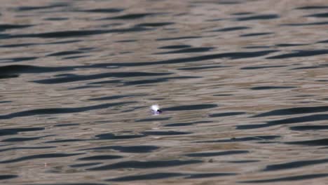 A-cutthroat-trout-bites-a-purple-chubby-dry-fly