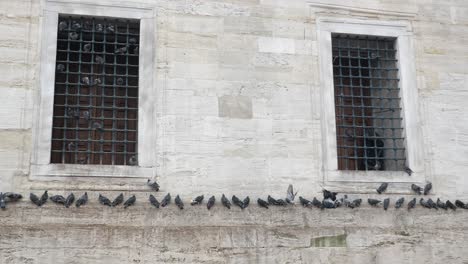 pigeons perched on a wall outside a building with barred windows