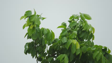 closeup de los árboles después de la lluvia